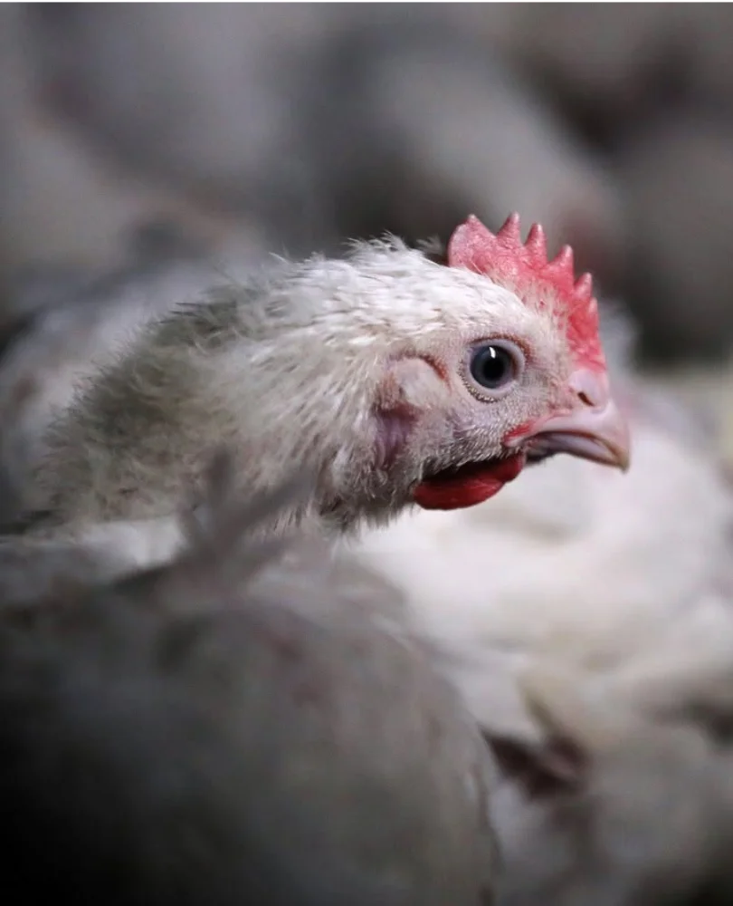 Financial Empowerment – Poultry & Enterprises